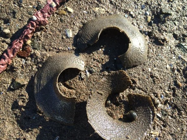 Moon snail egg collars.