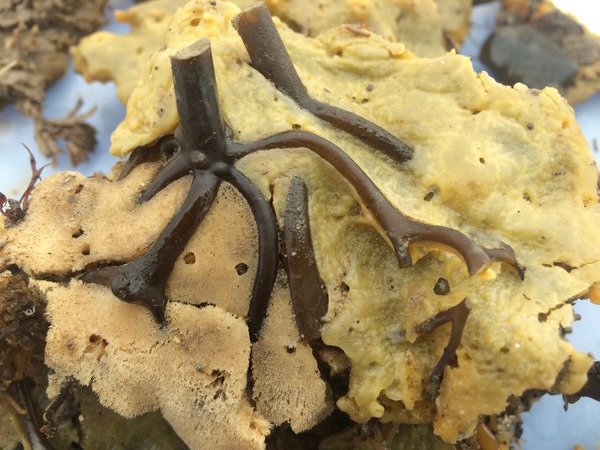 This photo shows a crumb of bread sponge which a seaweed plant has created a holdfast with.
