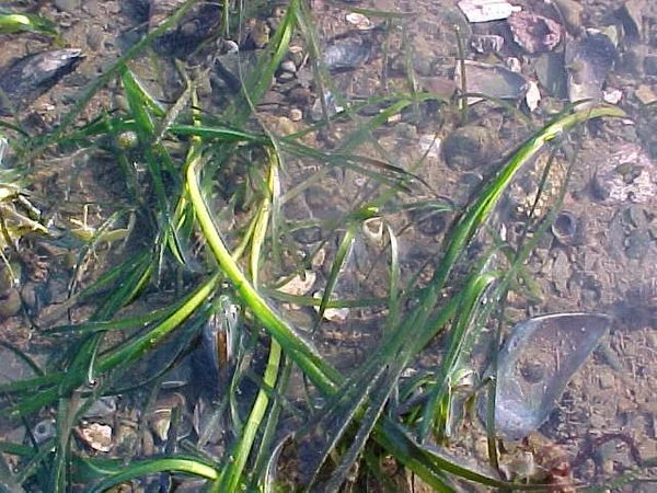 rs=w_600,h_600-18.jpg