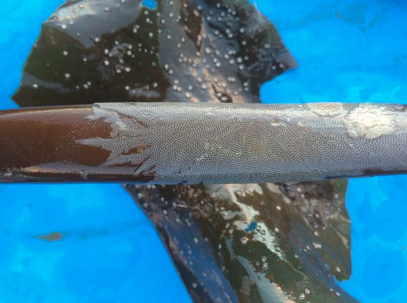 Sea mat growing on a kelp stipe.