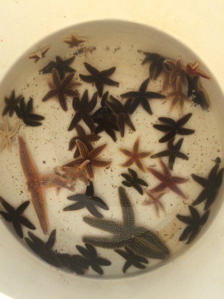 Gulf of Maine Sea Stars (5 Species)