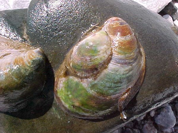 rs=w_600,h_600-30.jpg