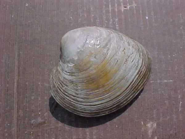 rs=w_600,h_600-42.jpg