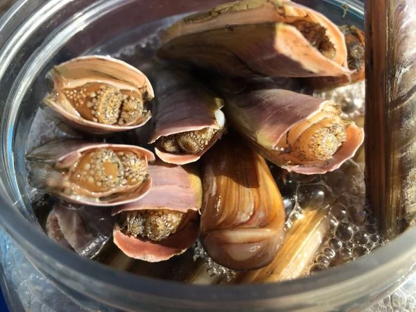 Razor shell clams.