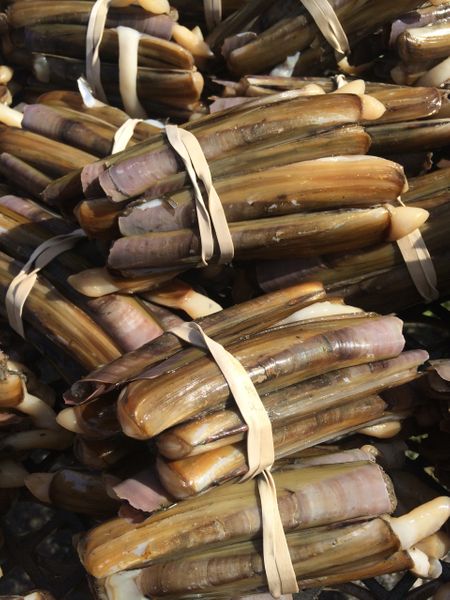 Bundles of razor clams.