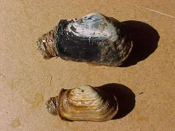 rs=w_600,h_600-39.jpg