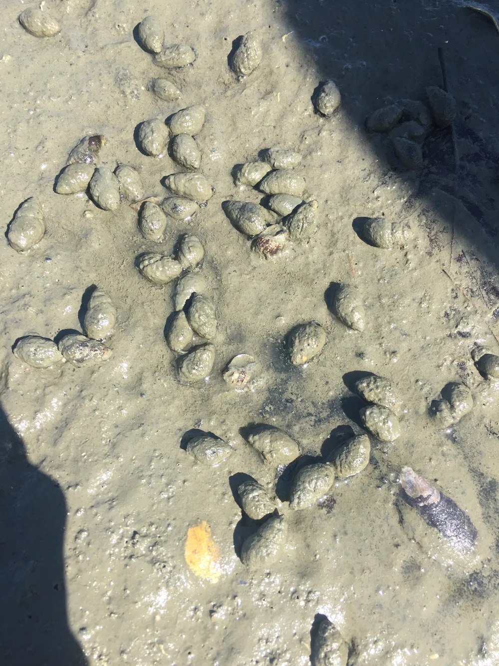 Eastern Mud Snail (Tritia obsoleta) Gulf Of Maine, Inc.