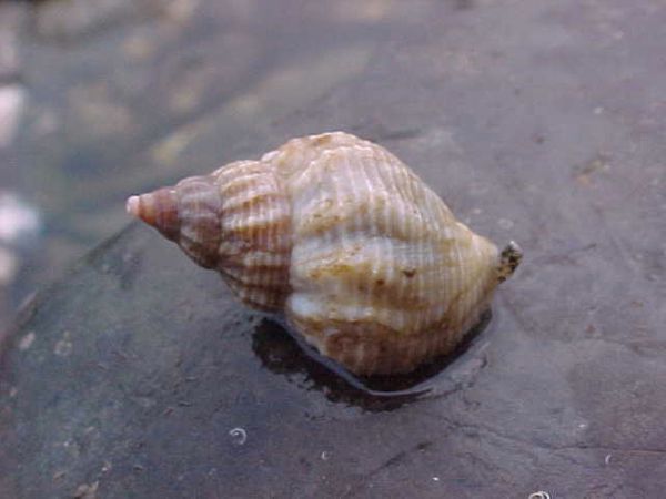 rs=w_600,h_600-1.jpg