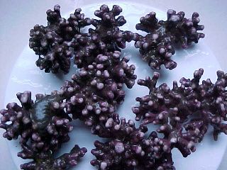 rs=w_600,h_600-3.jpg