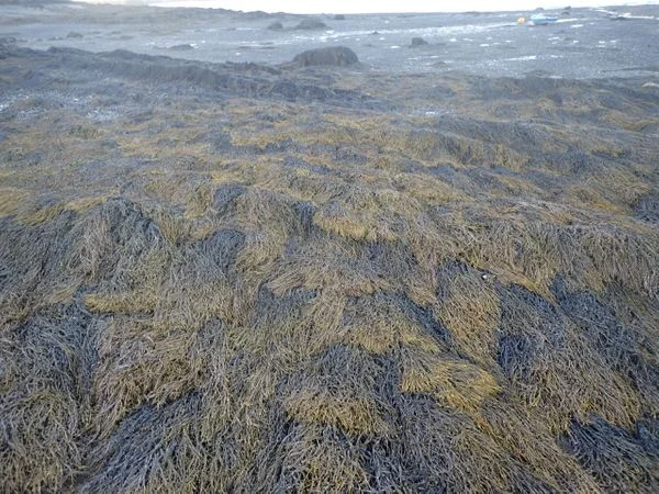 Knotted Wrack (Ascophyllum nodosum) | Maine Seaweed for Aquariums