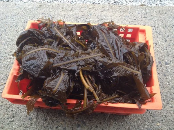 A basket of Alaria to eat!
