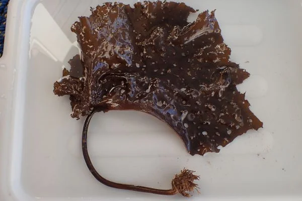 The holes of sea colander function to reduce drag on the frond and releive pressure on its holdfast.