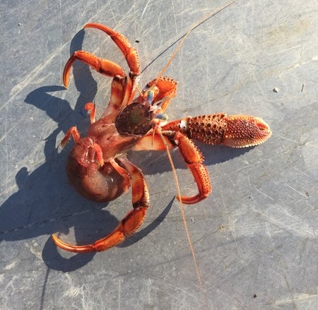 A hermit crab without a borrowed shell home! Acadian hermits look more like squat lobsters than crabs.