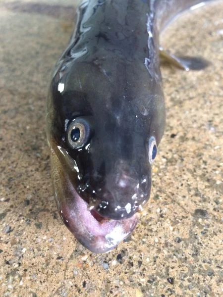 American Eel Anguilla Rostrata Gulf Of Maine Inc