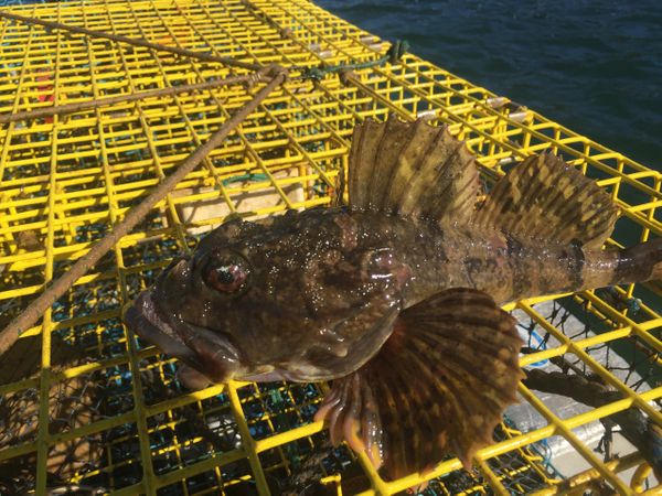 Fresh catch Cobscook Bay sculpin sitting on a lobster trap.