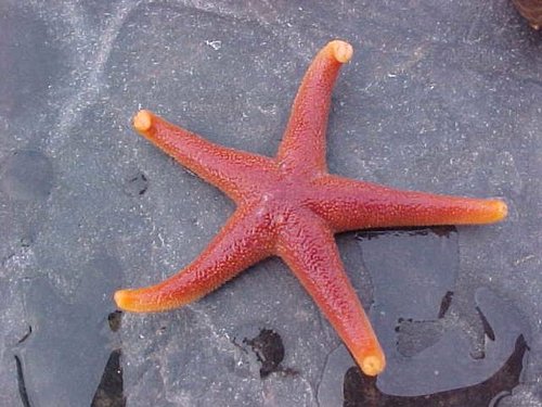 Gulf of Maine Sea Stars (5 Species)