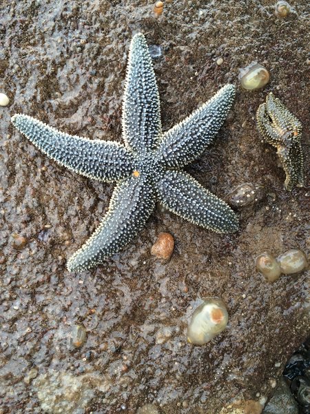 Gulf of Maine Sea Stars (5 Species)