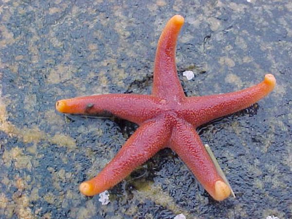 12 Surprising Facts About Starfish