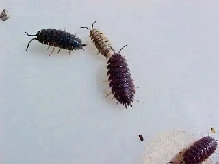 Sowbugs+3.jpg