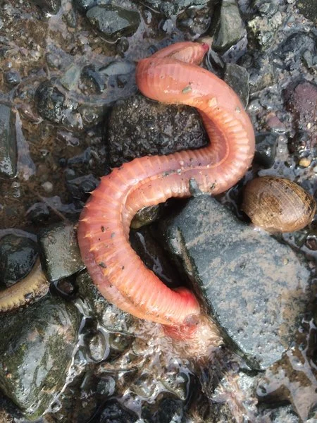 The front end of the worm toward the bottom of the photograph is tentacled.