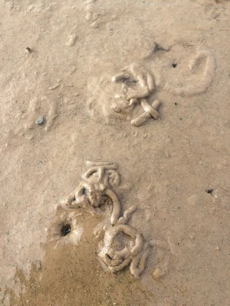 U-shaped burrow and castings. The hole ('volcano') is where the mouth of the worm is. The castings pile is the other end of the worm! The middle of the worm is deepest underground, at the center of the U's curve.