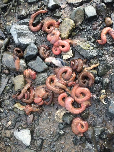 Spaghetti worms ( Amphitrite spp. ).