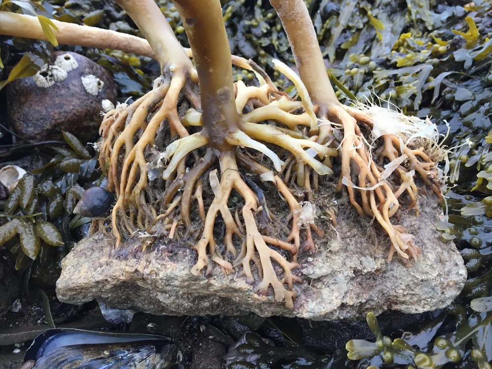 Kelp Holdfast Buy Holdfast for Kelp Gulf Of Maine, Inc.