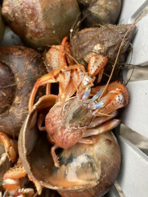 Frozen Bait Hermit Crabs (6 pack)