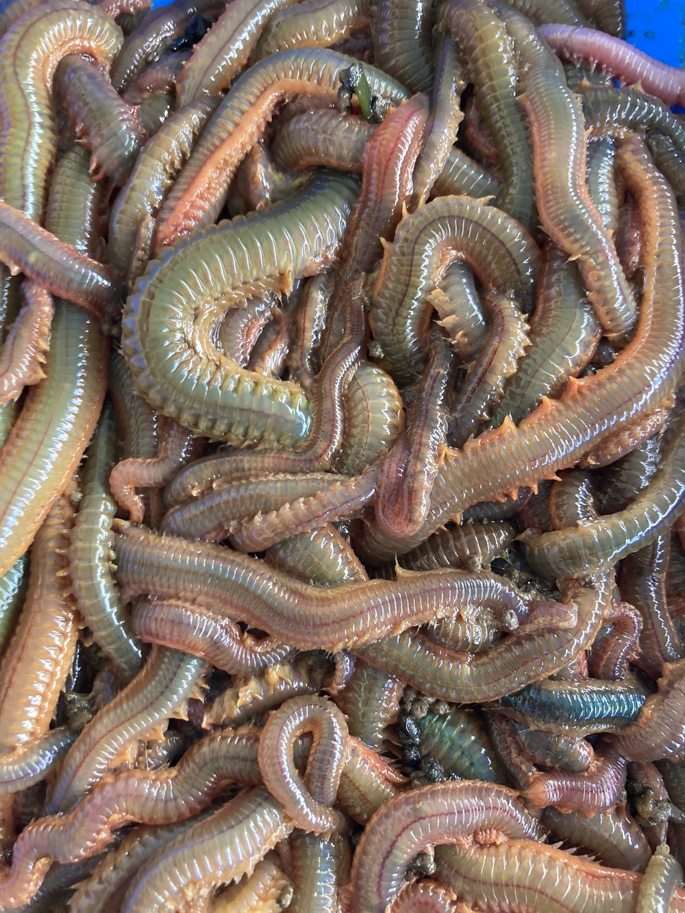 Fresh Live Blood Worm Fishing Bait