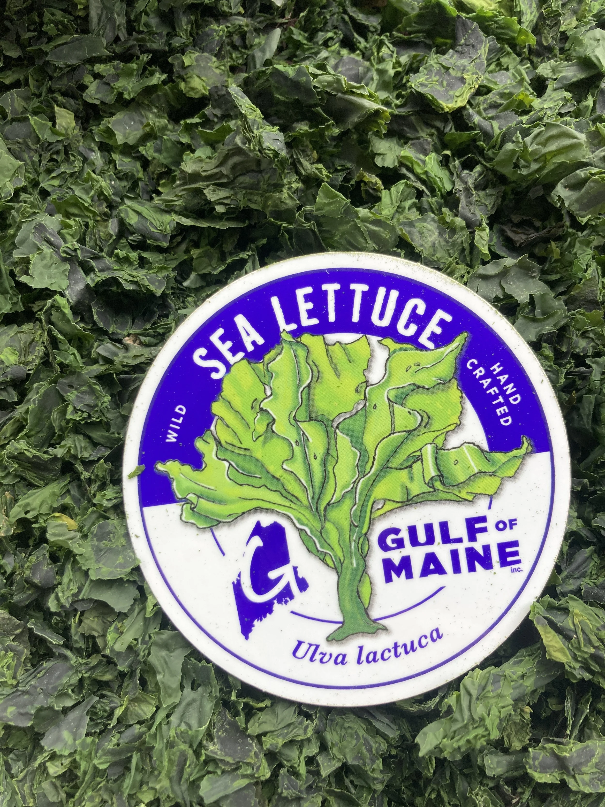 Sea Lettuce (Ulva lactuca) Wet, Dry, or Flaked Gulf Of Maine, Inc.