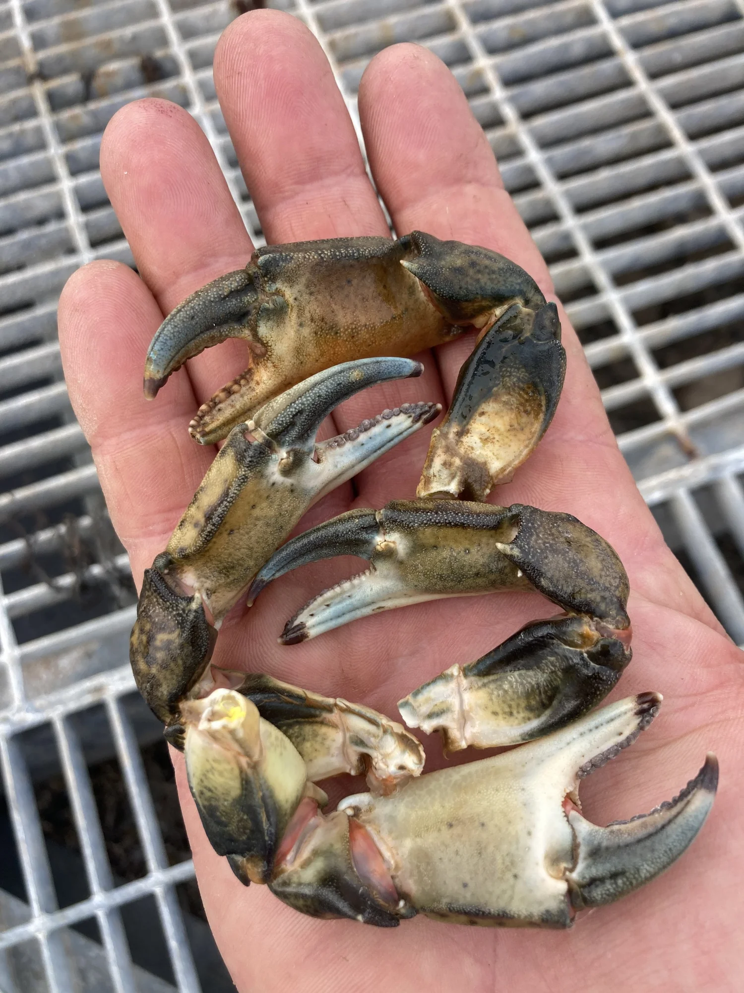 Slipper Shell Hs Code Slipper Shell Limpets | Buy Fresh Maine Shellfish for Cooking | Gulf Of ...