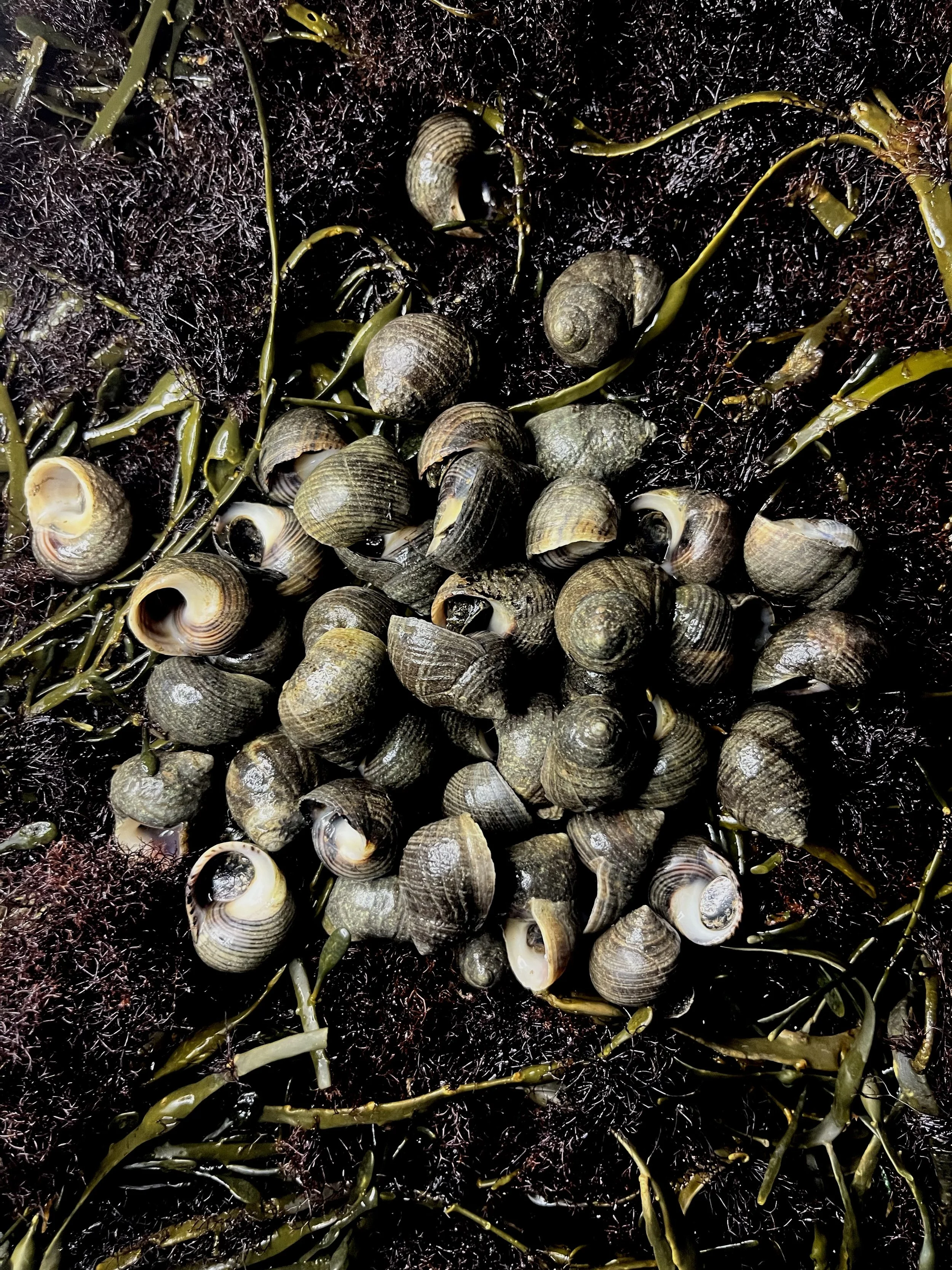 Periwinkle Snails (1.5 lbs) | Gulf Of Maine, Inc.