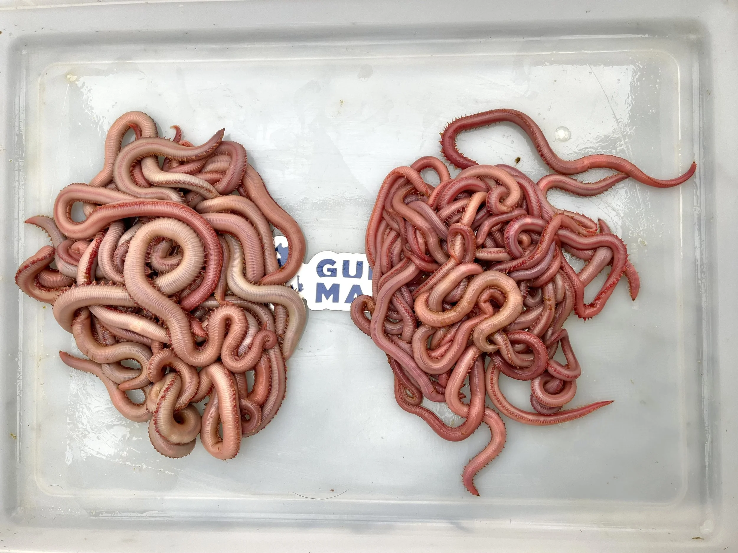 Jumbo vs Regular Bloodworms: Which Size Fishing Bait Should You Use?