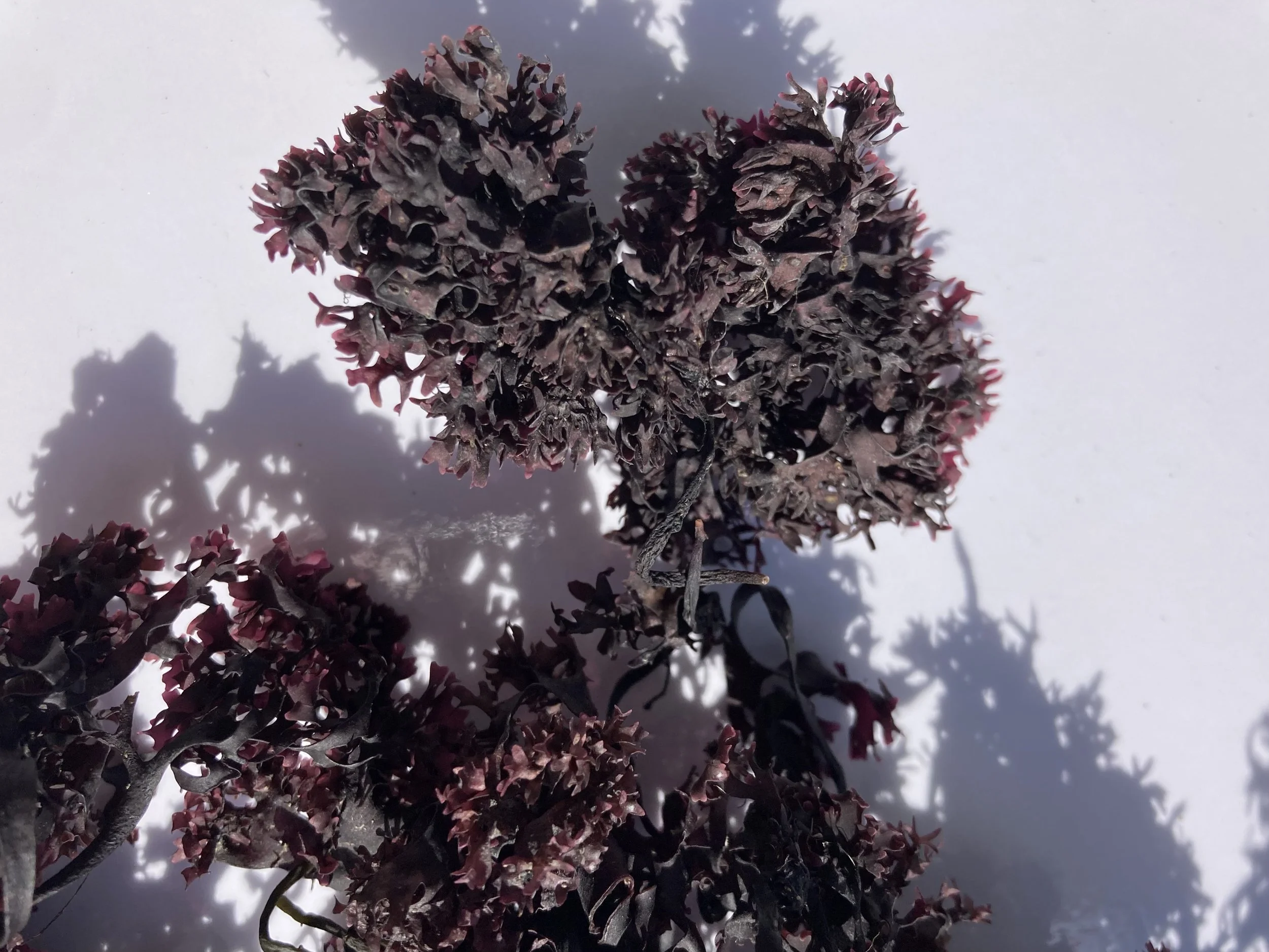 What Is Irish Moss? Understanding Chondrus crispus from the Gulf of Maine