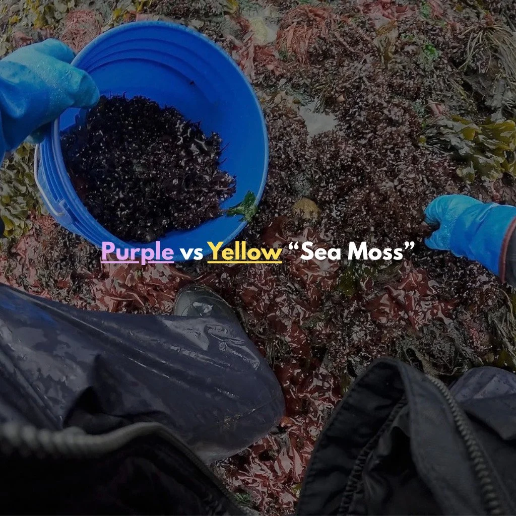 Did you know most "sea moss" sold online isn't actually Irish moss (Chondrus crispus)?

Many products marketed as sea moss are completely different species that grow in tropical waters.

In our latest blog post, we share:
🌿 What authentic 