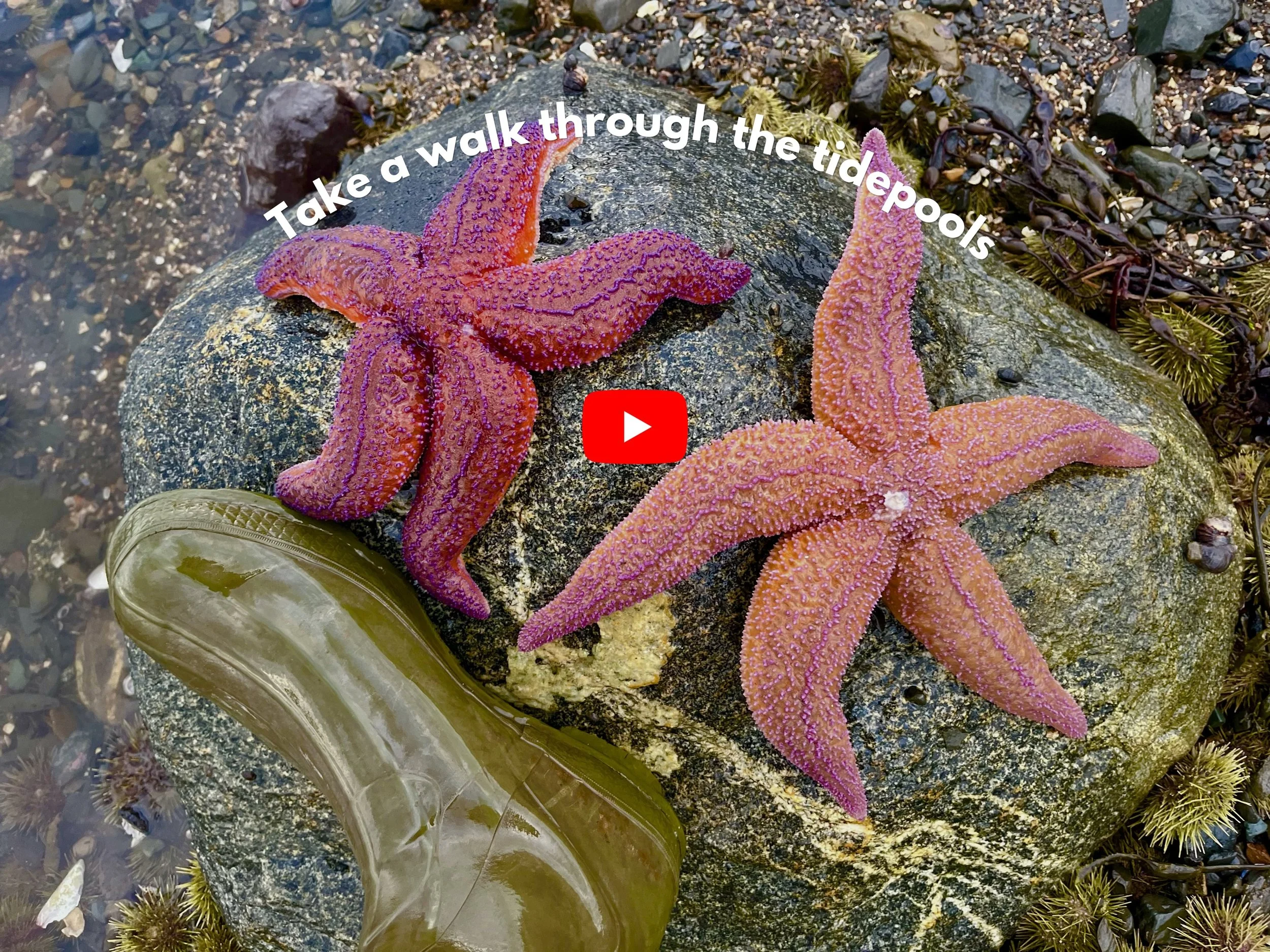Lots to be seen on an early spring morning in Pembroke, Maine. @tidepooltim heads down to the tidepools and shows you a variety of marine life while walking the sea floor.

While flipping rocks for Northern Red Chitons for one of our customers, one t