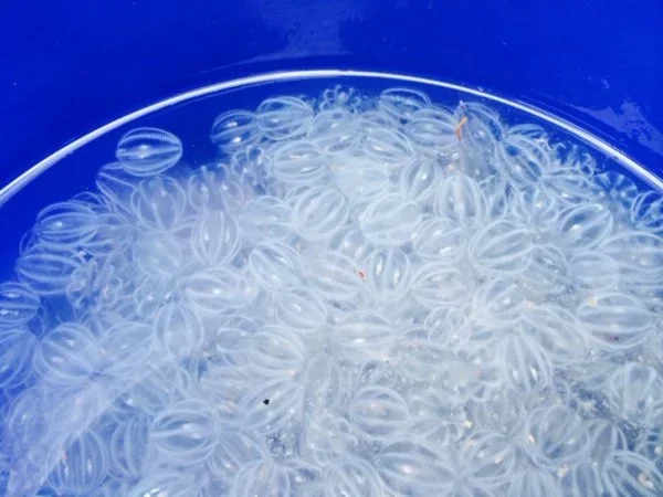 Sea Gooseberry (Pleurobrachia pileus): Facts, Identification &amp; How We Find Them