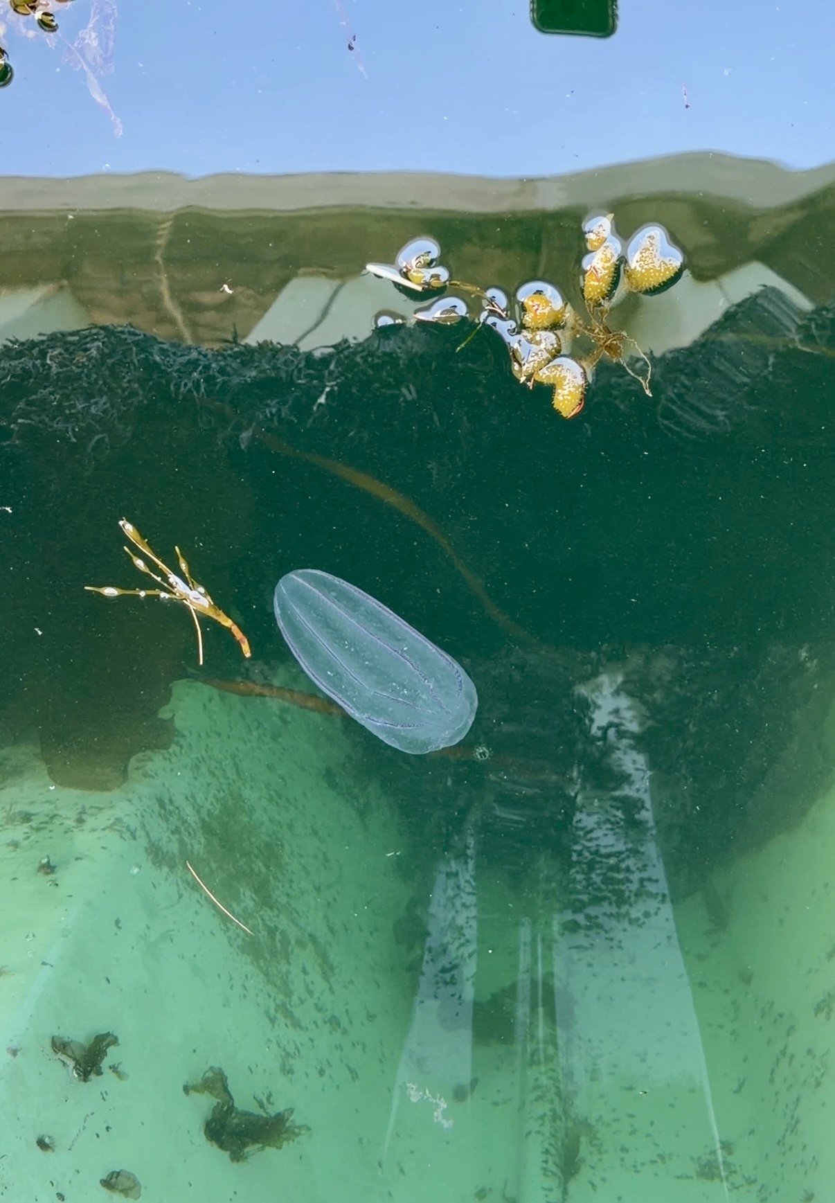 Northern Comb Jellyfish (Bolinopsis or Beroe's)