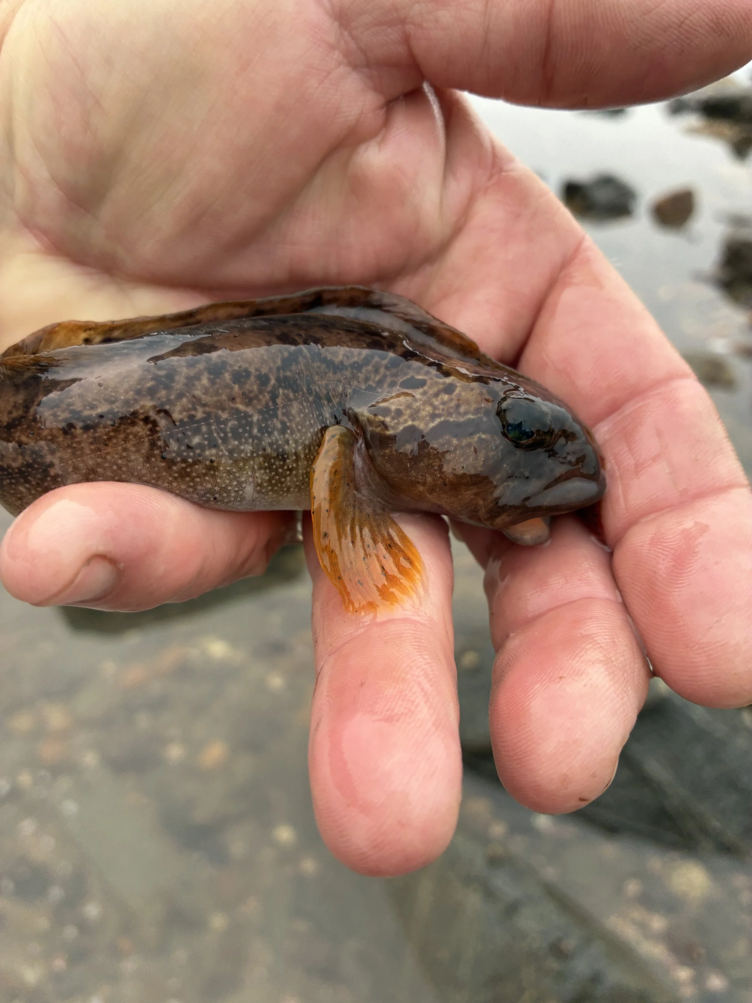 What Is an Ocean Pout? Where They Live and How to Find Them in Tidepools