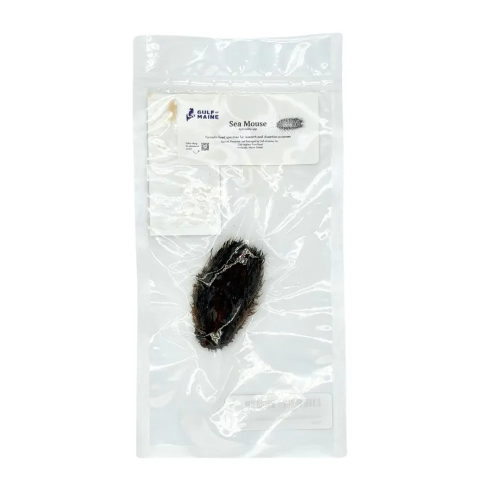 Preserved Sea Mouse (Aphrodita sp.) – Marine Annelid Specimen
