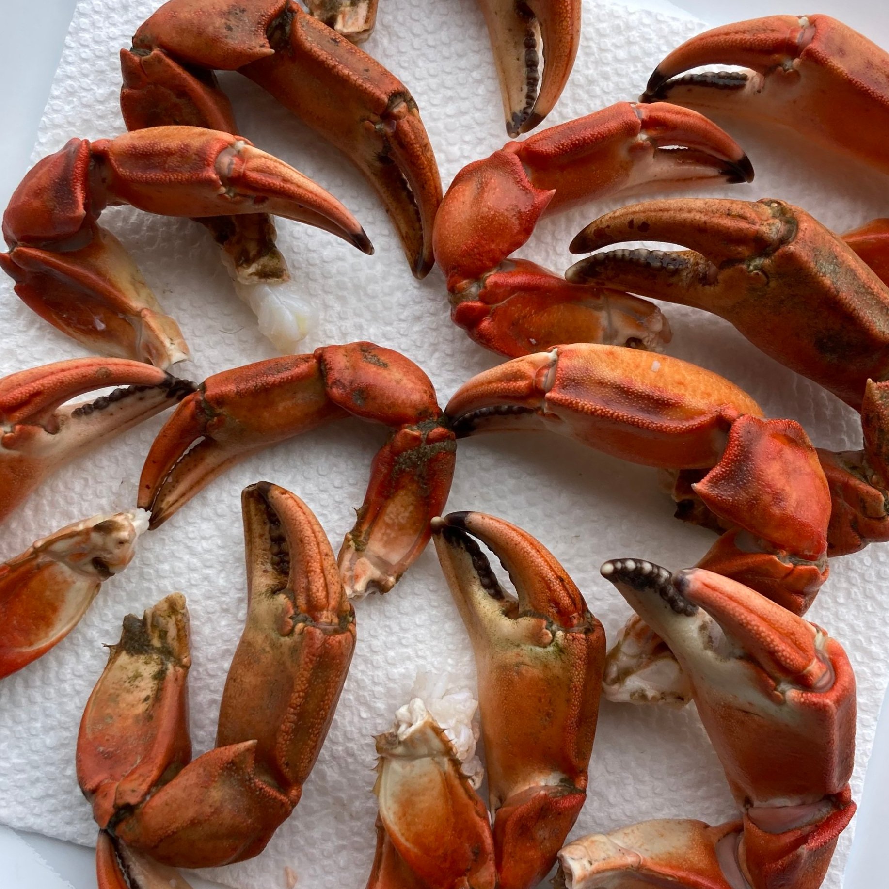 Green Crab Claws - Eat Invasives!