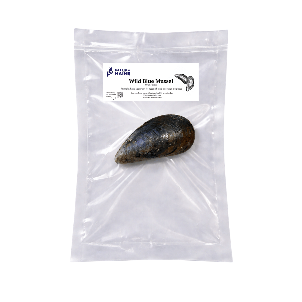 Preserved Wild Blue Mussel (Mytilus edulis) – Marine Specimen