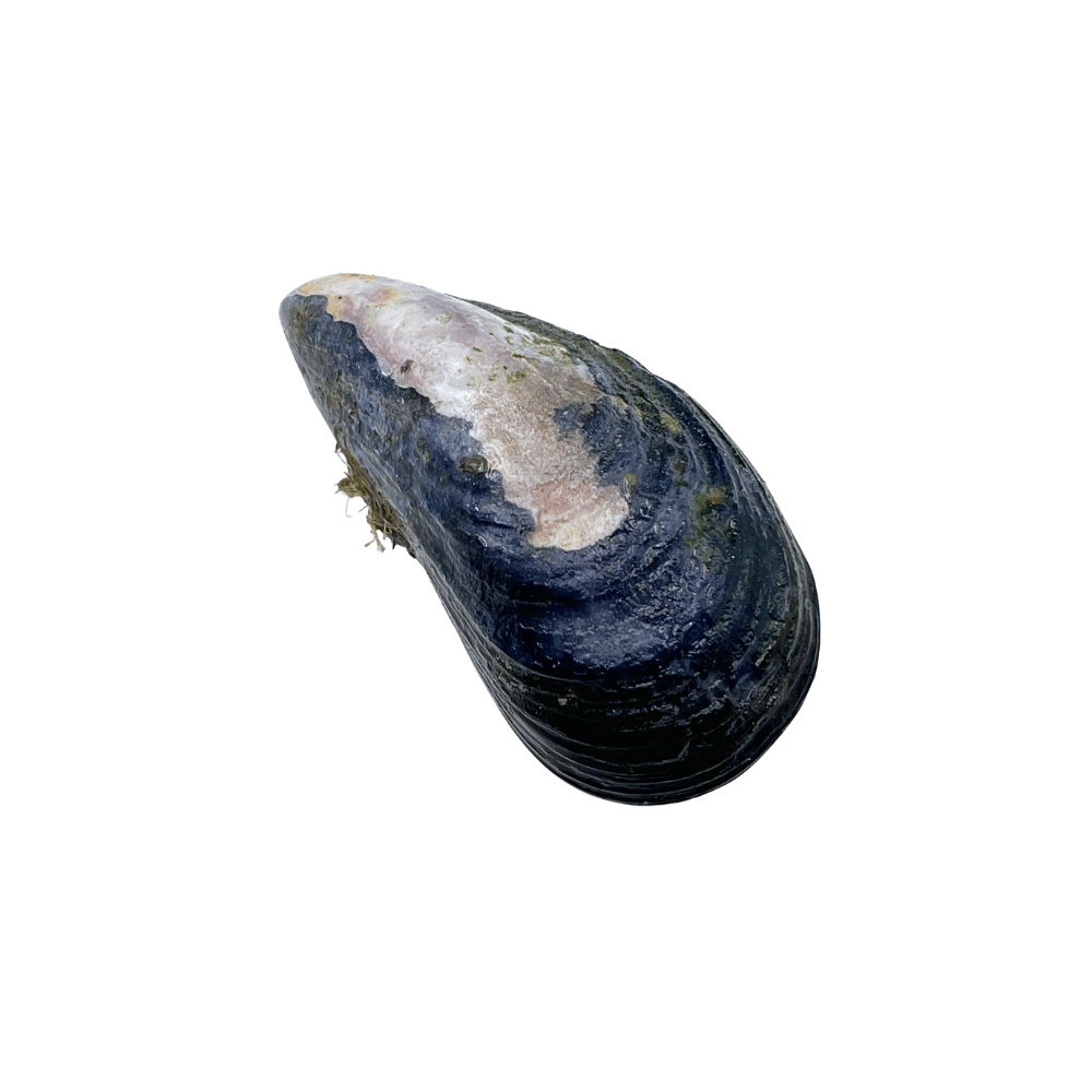 19.png