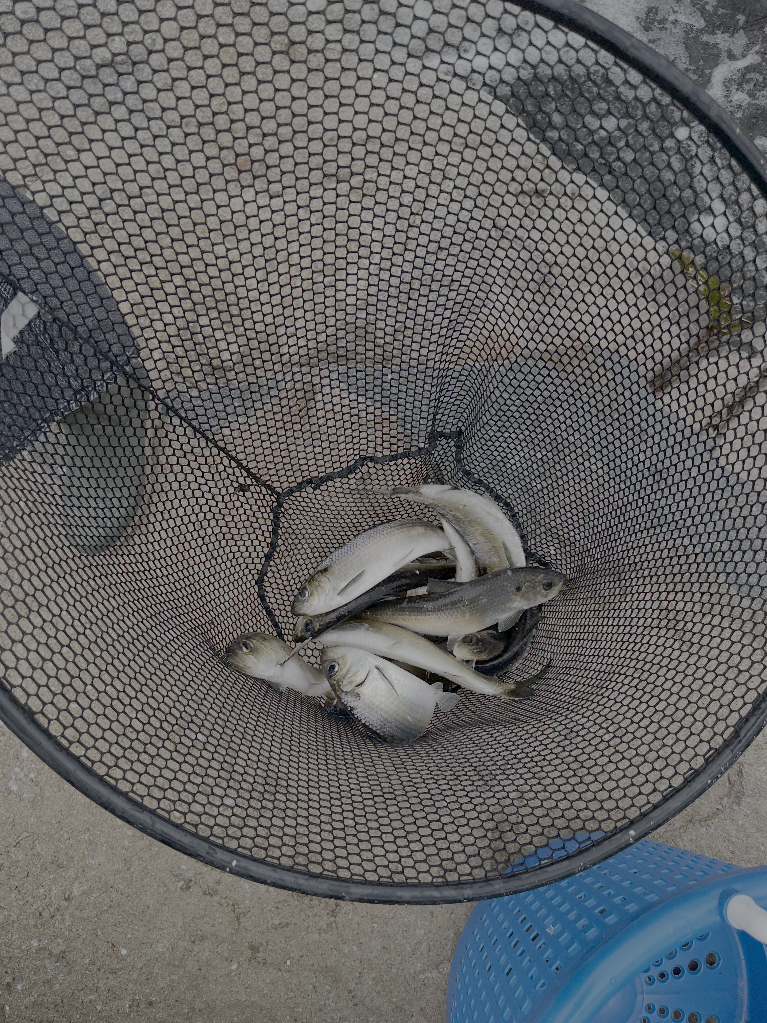 alewife.png
