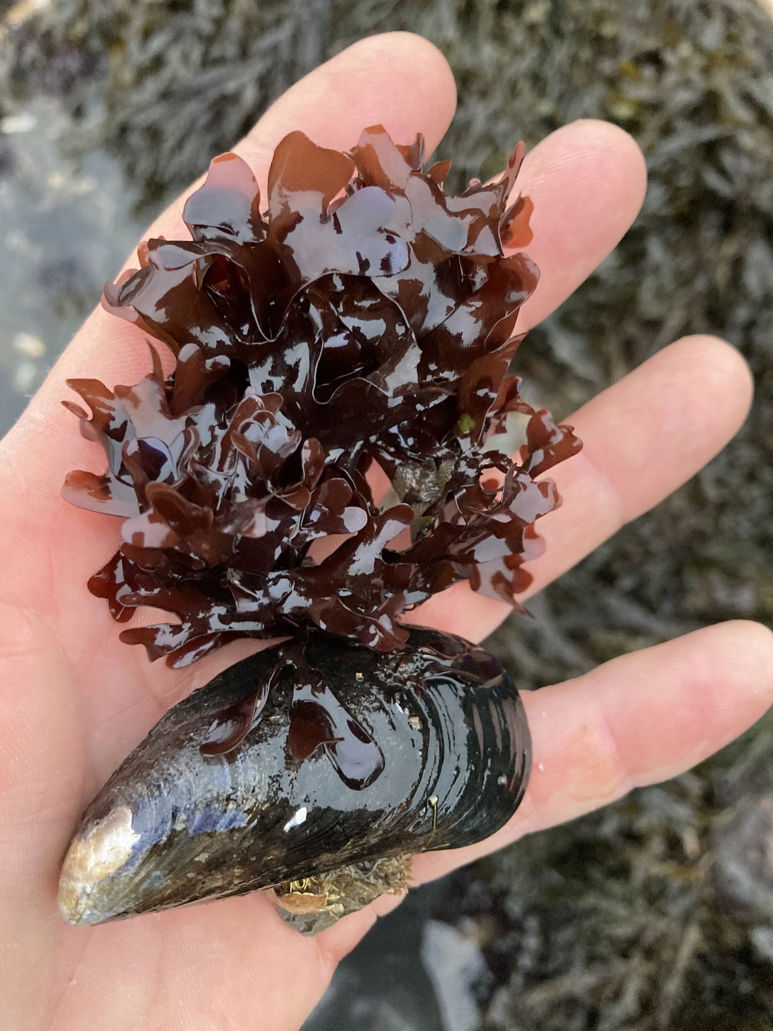 Irish moss (Chondrus crispus) attached to a live blue mussel shell in the Gulf of Maine intertidal zone