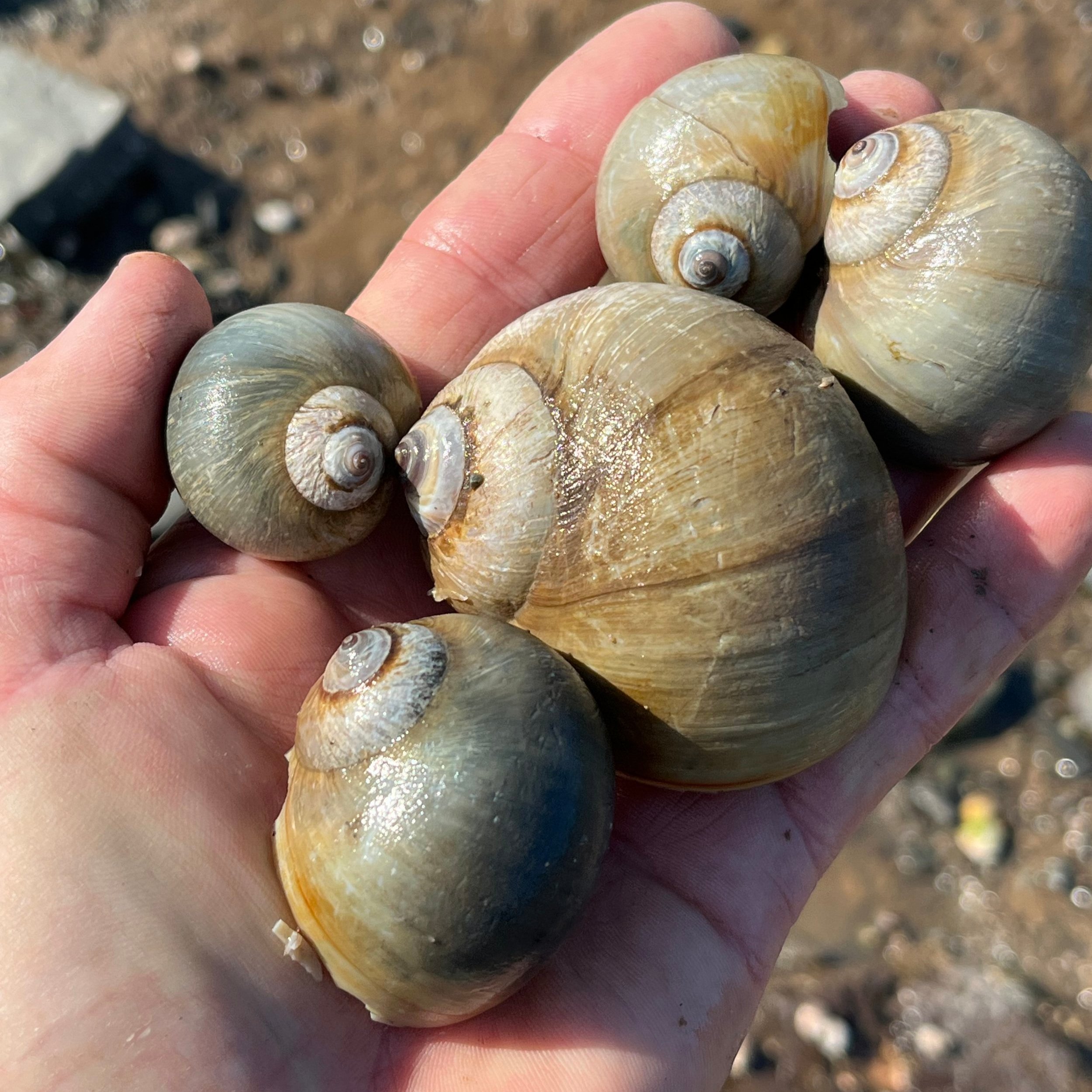 Close-up of Northern Moon Snails held gently in hand