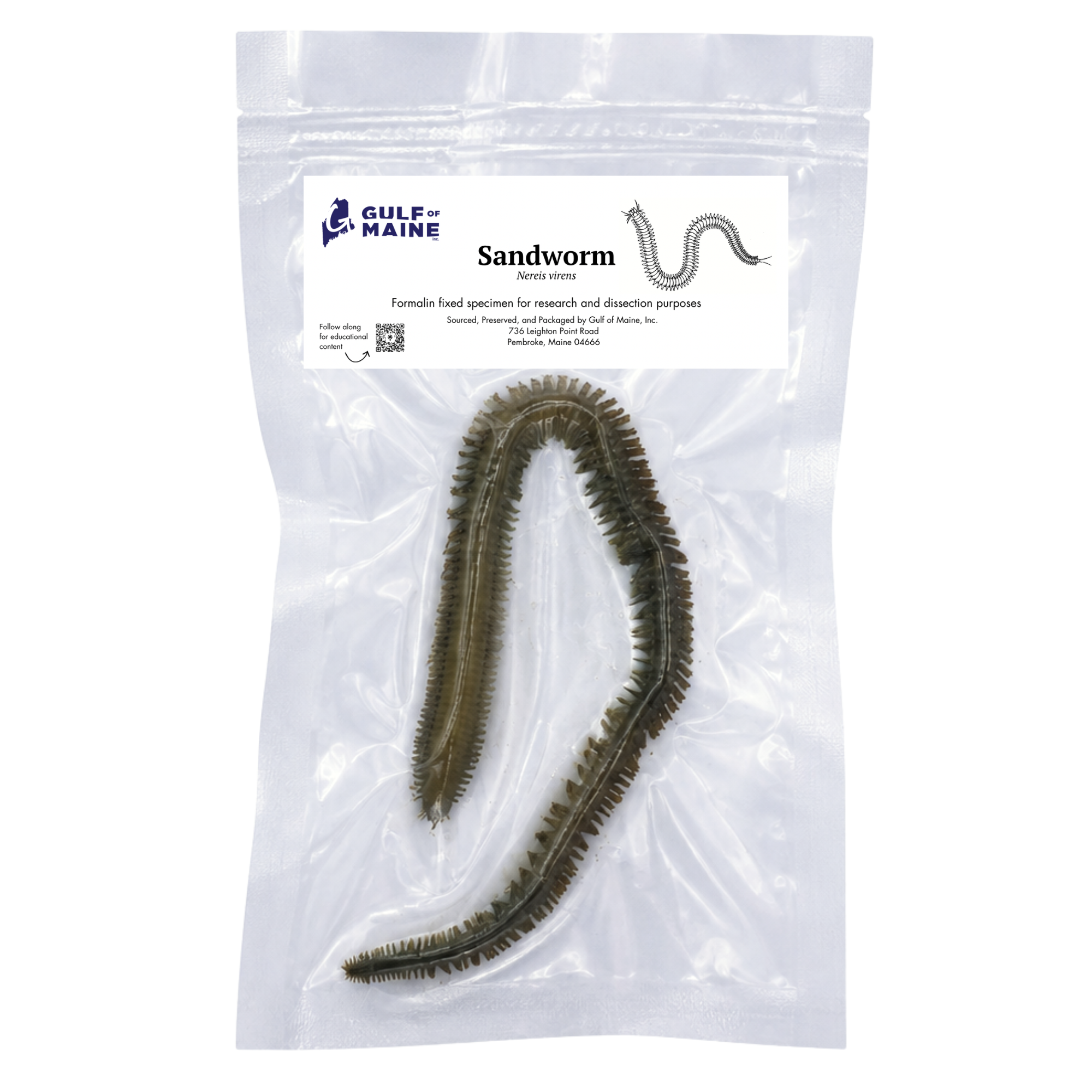 Preserved sandworm vacuum-sealed for classroom biology study and dissection.
