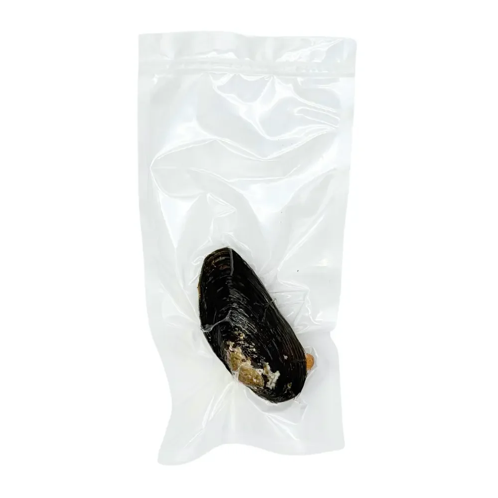 Preserved freshwater mussel in a vac-sealed bag ready for dissection