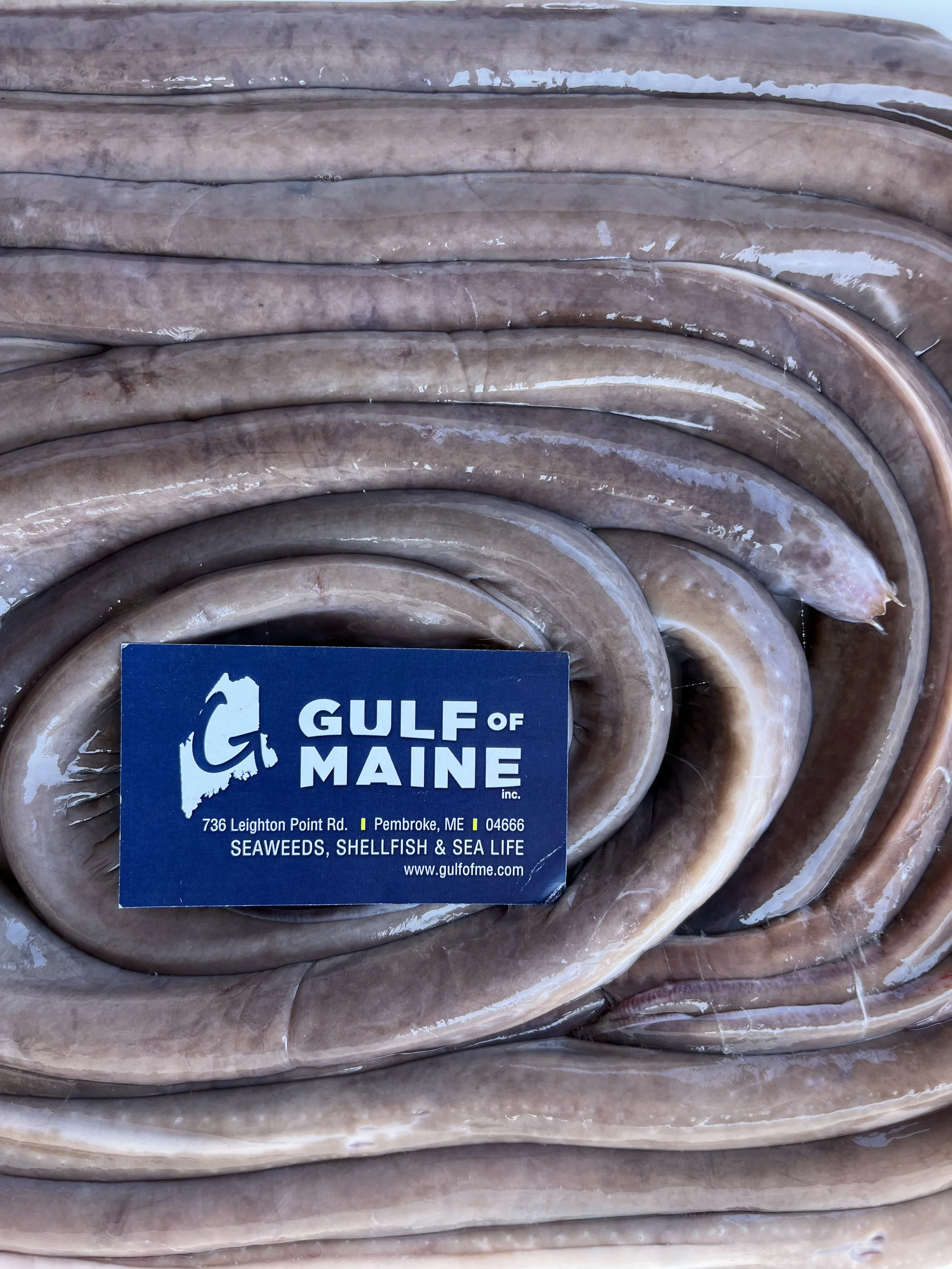 Atlantic Hagfish (Myxine glutinosa)