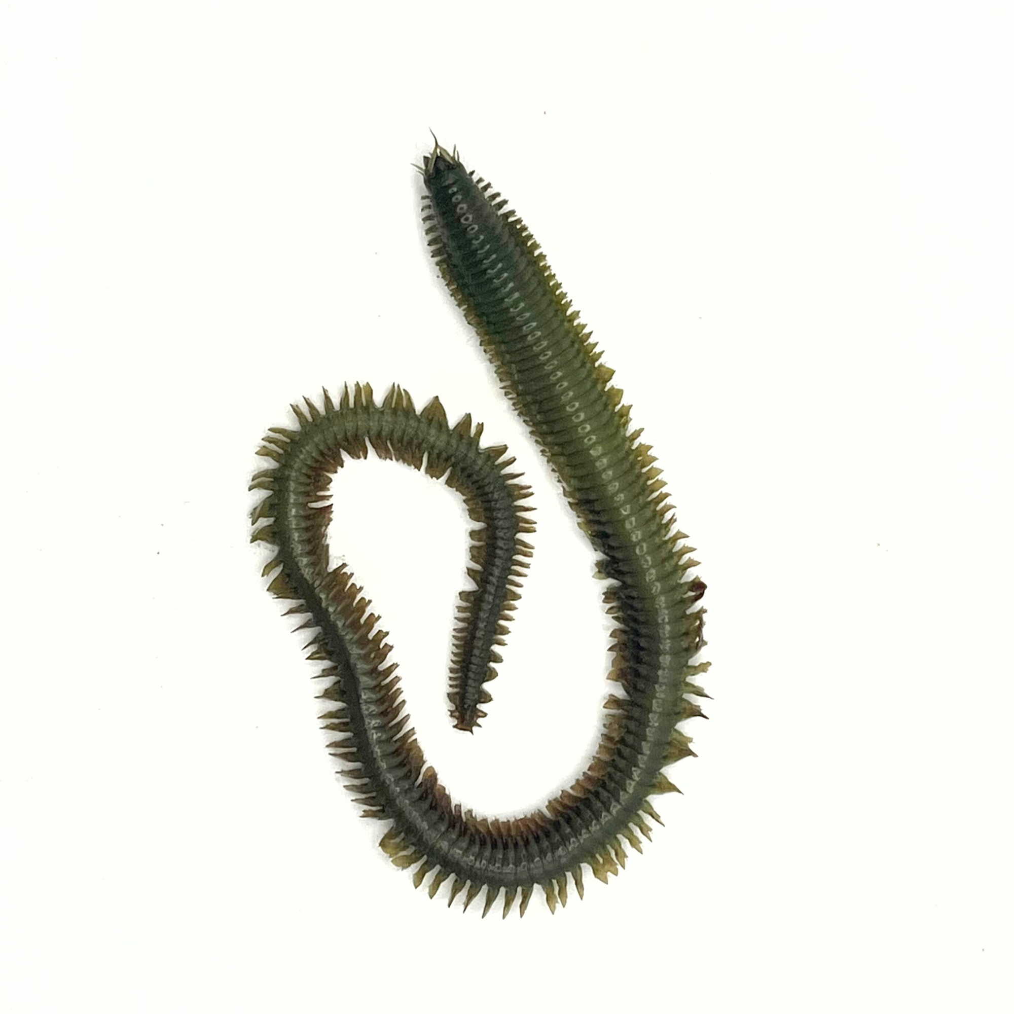 Preserved Sandworm (Nereis spp.) | Marine Annelid Specimen